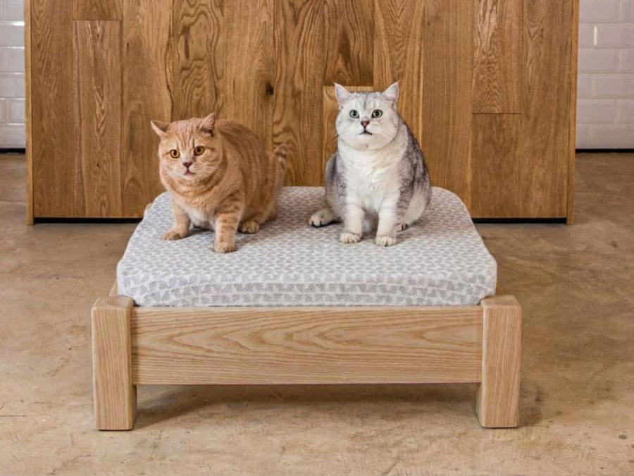 raised pet bed ash