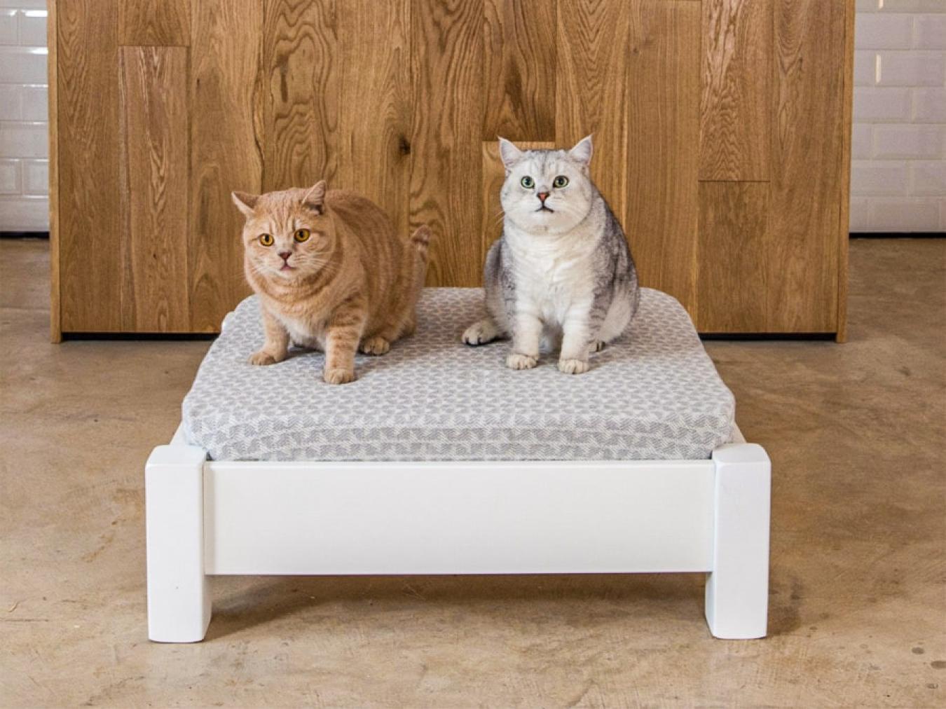 Raised pet beds for dogs online