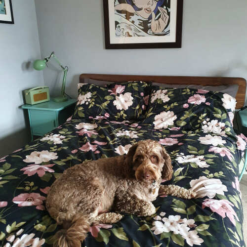 Photo of Get Laid Beds bed