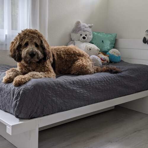 Photo of Get Laid Beds bed