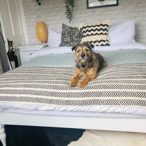 Photo of Get Laid Beds bed